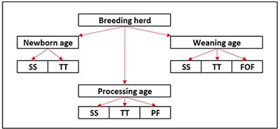 Porcine reproductive and respiratory syndrome virus RNA detection in tongue tips from dead animals